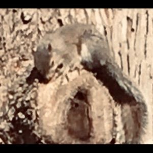 Meet your Posher, Cecelia